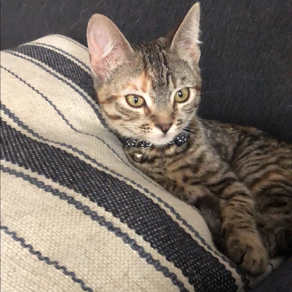 Meet your Posher, Eleena - Picture 3 of 4